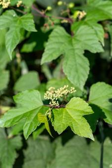 Photo, nobudo, wild grapes, grape family, 