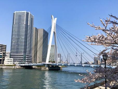 中央大橋 中央大橋の写真