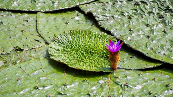水元公園のオニバス池・紫色の花(葛飾区) 水元公園のオニバス池・紫色の花(葛飾区)の写真