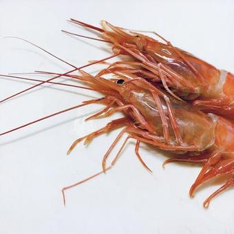 赤えび 赤えび,えび,海老の写真素材