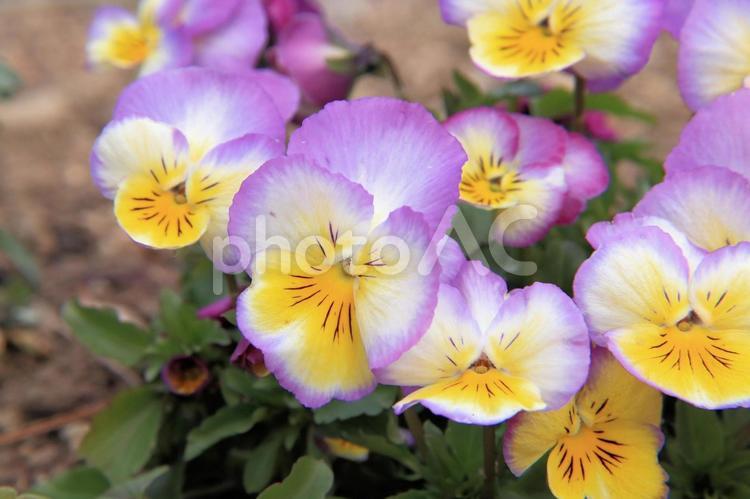 冬のフラワーパークで咲くパンジーの花 パンジー,スミレ属,花の写真素材