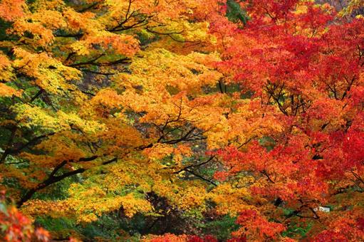 Autumn colors, JPG Autumn colors, autumn leaves, yellow leaves, red, JPG