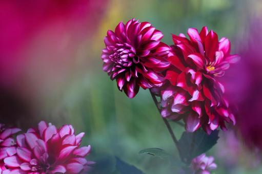 ファンタジックなダリア ダリア,秋,花の写真素材