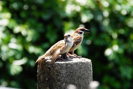 すずめの子育て スズメ,自然,野鳥の写真素材