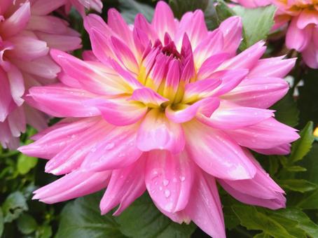 大輪のダリアの花 大輪のダリアの花の写真