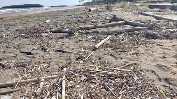海岸に打ち上げられた流木 海岸,流木,海の写真素材