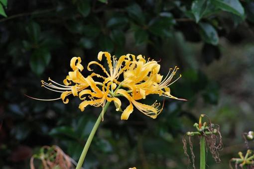 [Photo of cluster amaryllis] Scenery of cluster amaryllis blooming, JPG