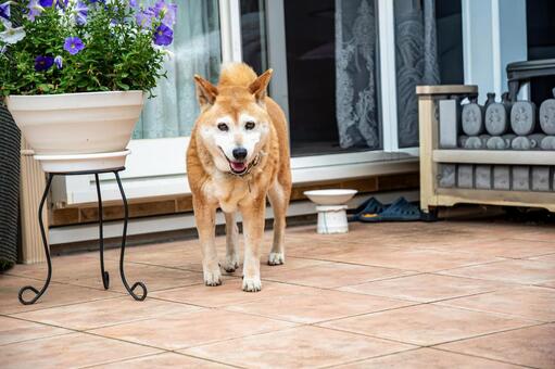 歩み寄ってくる柴犬 犬,柴犬,イヌ科の写真素材