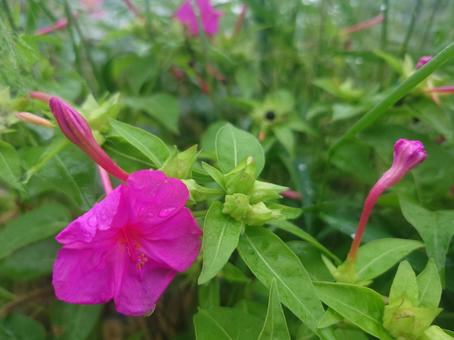 雨に濡れるオシロイバナ 雨に濡れるオシロイバナ 白粉花,白粧花,ユウゲショウの写真素材