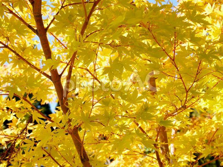黄色く色づいた紅葉 カロチノイド,アントシアニン,紅葉狩りの写真素材