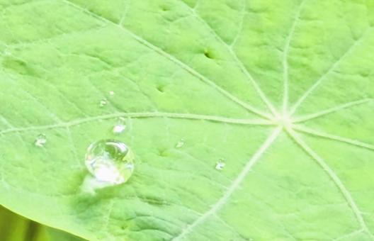雨上がりに葉っぱに雨雫 雨上がりに葉っぱに雨雫 雨雫,植物,自然の写真素材