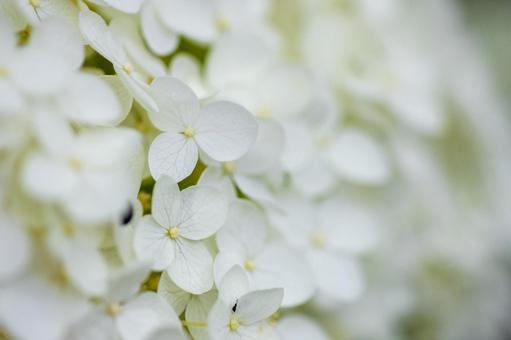 紫陽花5 紫陽花5 紫陽花,植物,花の写真素材