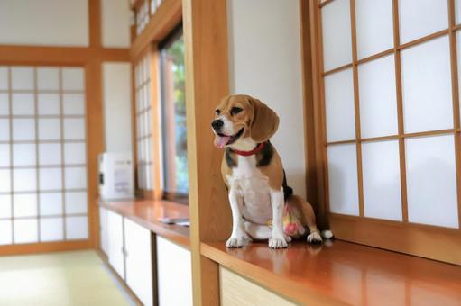 日本っぽい和室とビーグル犬 ビーグル,犬,和室の写真素材