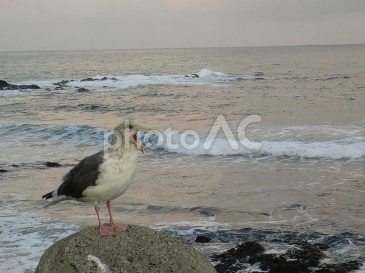 20121027知床ウトロ崎ウミネコ4 ウミネコ,ウトロ岬,知床の写真素材