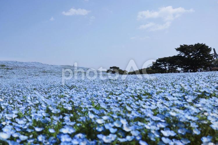 ネモフィラのイメージ ネモフィラ,春,花の写真素材