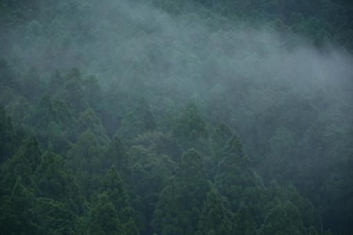 雨の日の山と霧の風景 雨の日の山と霧の風景 森林,霧,雨の写真素材