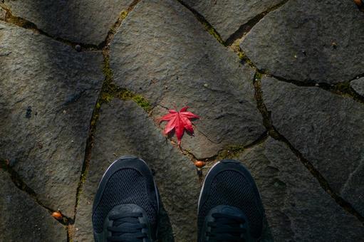 足元の紅葉 足元の紅葉 足元,紅葉,靴の写真素材
