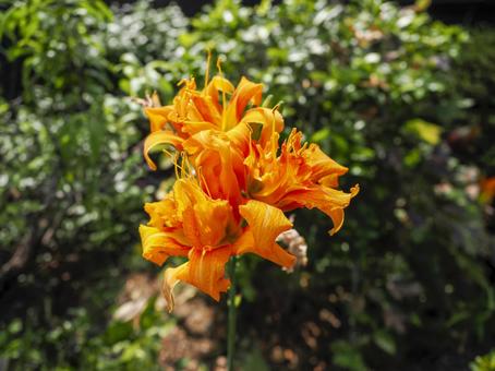 自生するノカンゾウ(ワスレグサ)の花 自生するノカンゾウ(ワスレグサ)の花の写真