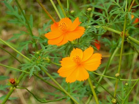 【花の写真】コスモス（秋桜） コスモス,秋桜,自然の写真素材