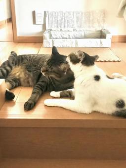 仲良くグルーミング中の猫ちゃん 猫,家猫,保護猫の写真素材