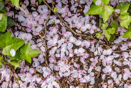 地面に落ちた桜の花 地面に落ちた桜の花の写真