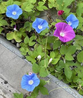 朝顔 朝顔 朝顔,アサガオ,あさがおの写真素材