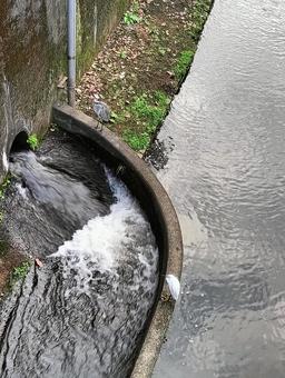 シラサギとアオサギ シラサギとアオサギの写真