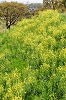 斜面に咲く菜の花 菜の花,斜面,土手の写真素材