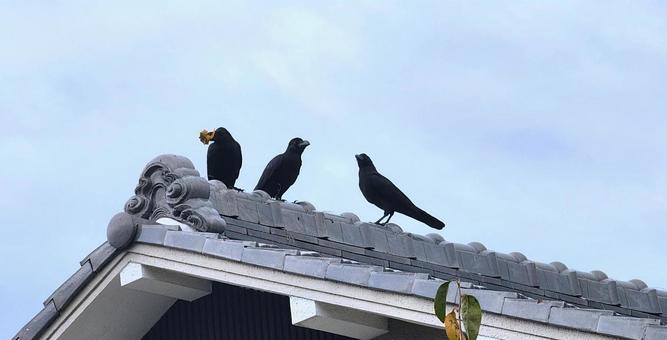 柿食うカラス 柿食うカラス カラス,三羽烏,鳥の写真素材