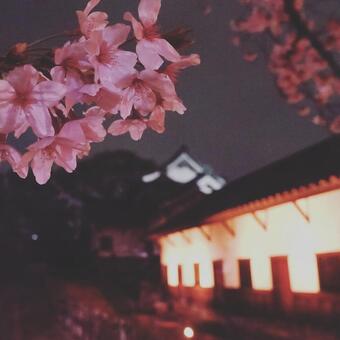桜祭り 桜祭りの写真