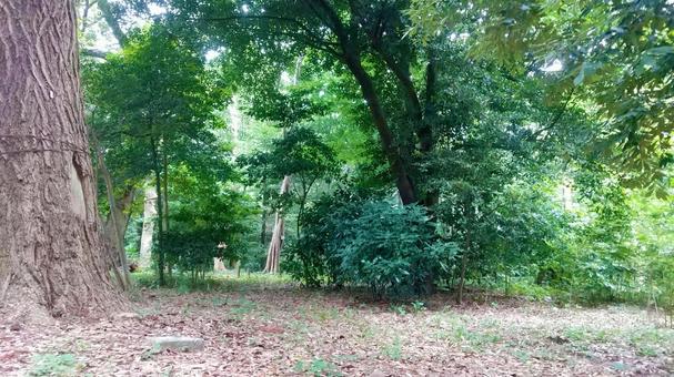 公園 自然 木 公園 自然 木の写真