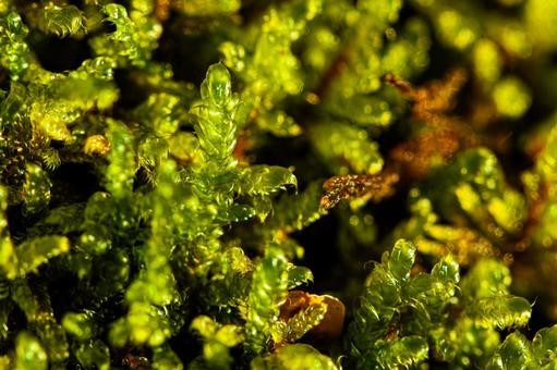Photo, high gouge, terrarium, moss, 
