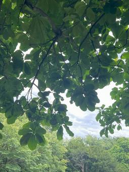 夏の木陰 夏の木陰の写真