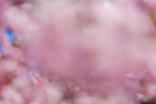 春霞のように咲き誇る桜のぼかし背景 春霞のように咲き誇る桜のぼかし背景の写真