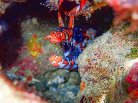 トラウツボの住処 トラウツボの住処 トラウツボ,ウツボ,海の写真素材