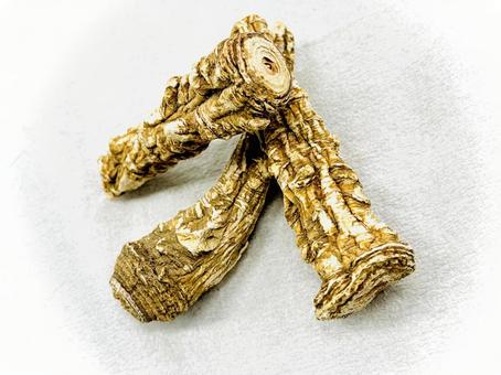 生薬・白芷 参 生薬・白芷 参 白芷,ビャクシ,生薬の写真素材