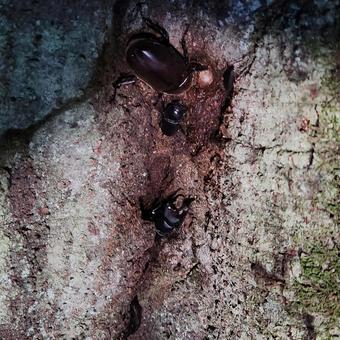 クワガムシとカブトムシ♀ クワガムシとカブトムシ♀ 樹液,昆虫採集,クワガタ虫の写真素材