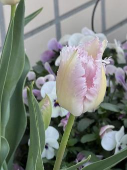 Beautiful tulips, JPG