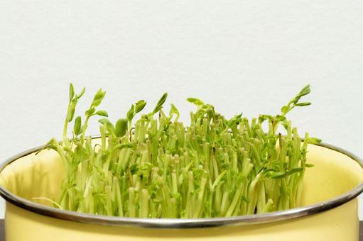 豆苗 豆苗 豆苗,エンドウ豆,エンドウの写真素材
