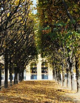 並木道 秋,紅葉,季節の写真素材