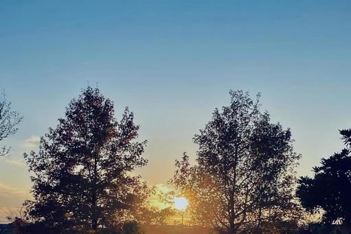 木の間一日の終りを告ぐ夕陽がロマンチック 夕陽,木立,夕暮れの写真素材
