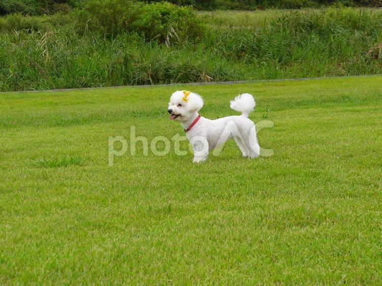 ビションフリーゼと緑の芝生 ビションフリーゼ,犬,ペットの写真素材