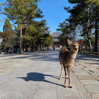 鹿 鹿の写真