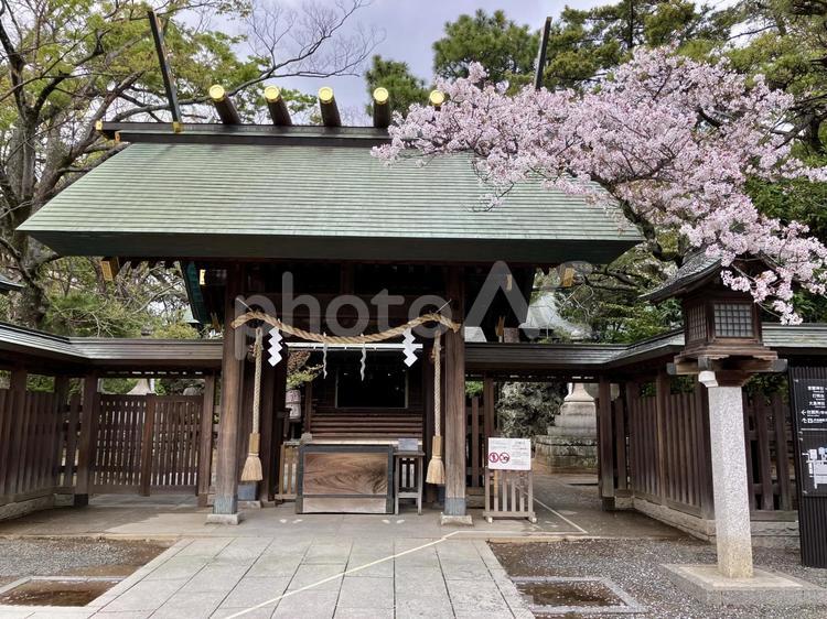 綺麗な桜と拝殿 桜,さくら,サクラの写真素材
