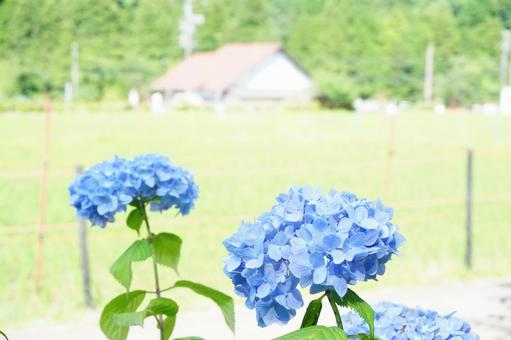 Blue hydrangeas shining in the sunlight, JPG