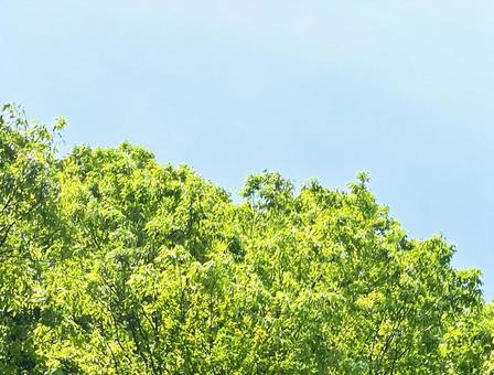 樹木と空 樹木と空の写真