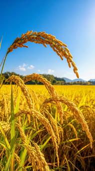 秋の実りを迎えた稲穂 黄金色に輝く田んぼ 秋の実りを迎えた稲穂 黄金色に輝く田んぼの写真