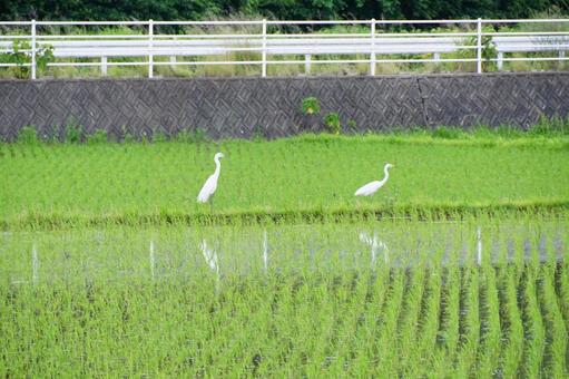 ダイサギ ダイサギの写真