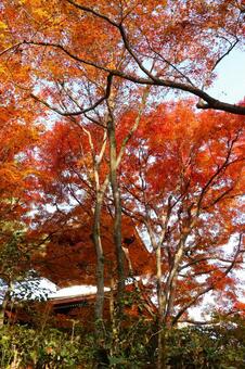 常寂光寺の紅葉 常寂光寺,紅葉,苔の写真素材
