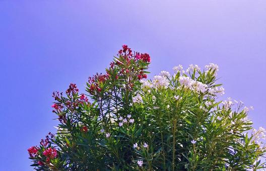 紅白のキョウチクトウの花と青空 紅白のキョウチクトウの花と青空 キョウチクトウ,夏,花の写真素材